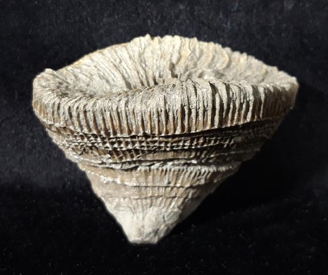 Placosmilia vidali (MALLADA 1892) - Bild © FossNet FossilienStore
